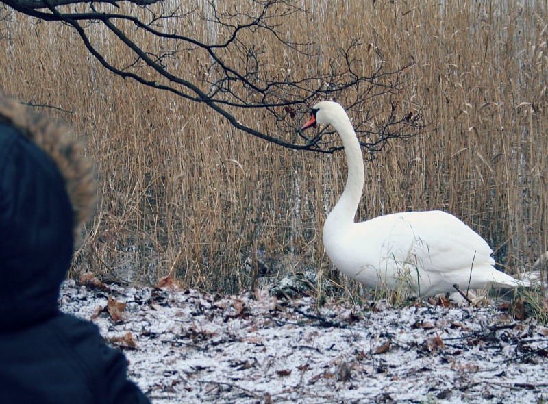 lunta elvis ja joutsen